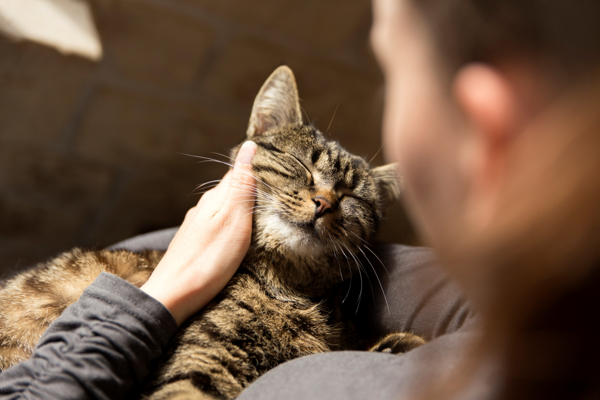 Person petting a content tabby cat on their lap.