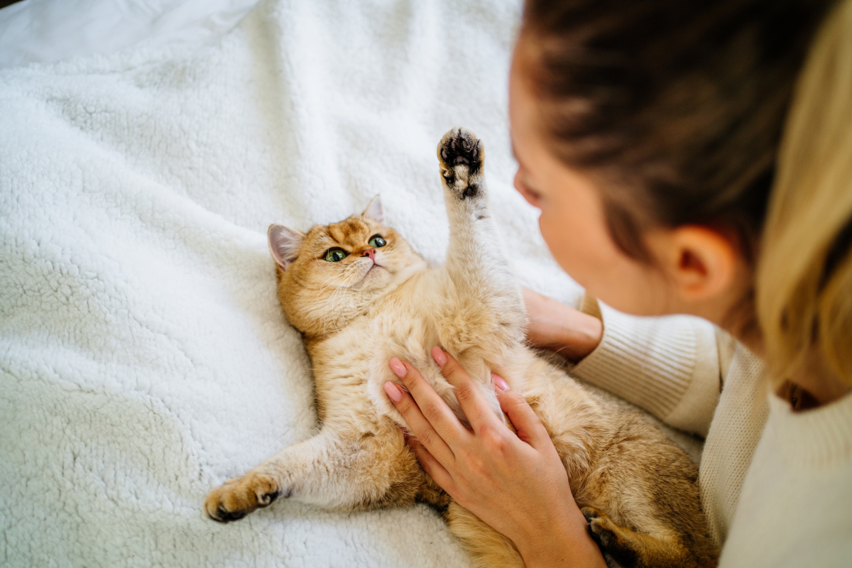 Person petting a relaxed cat lying on a soft white blanket.
