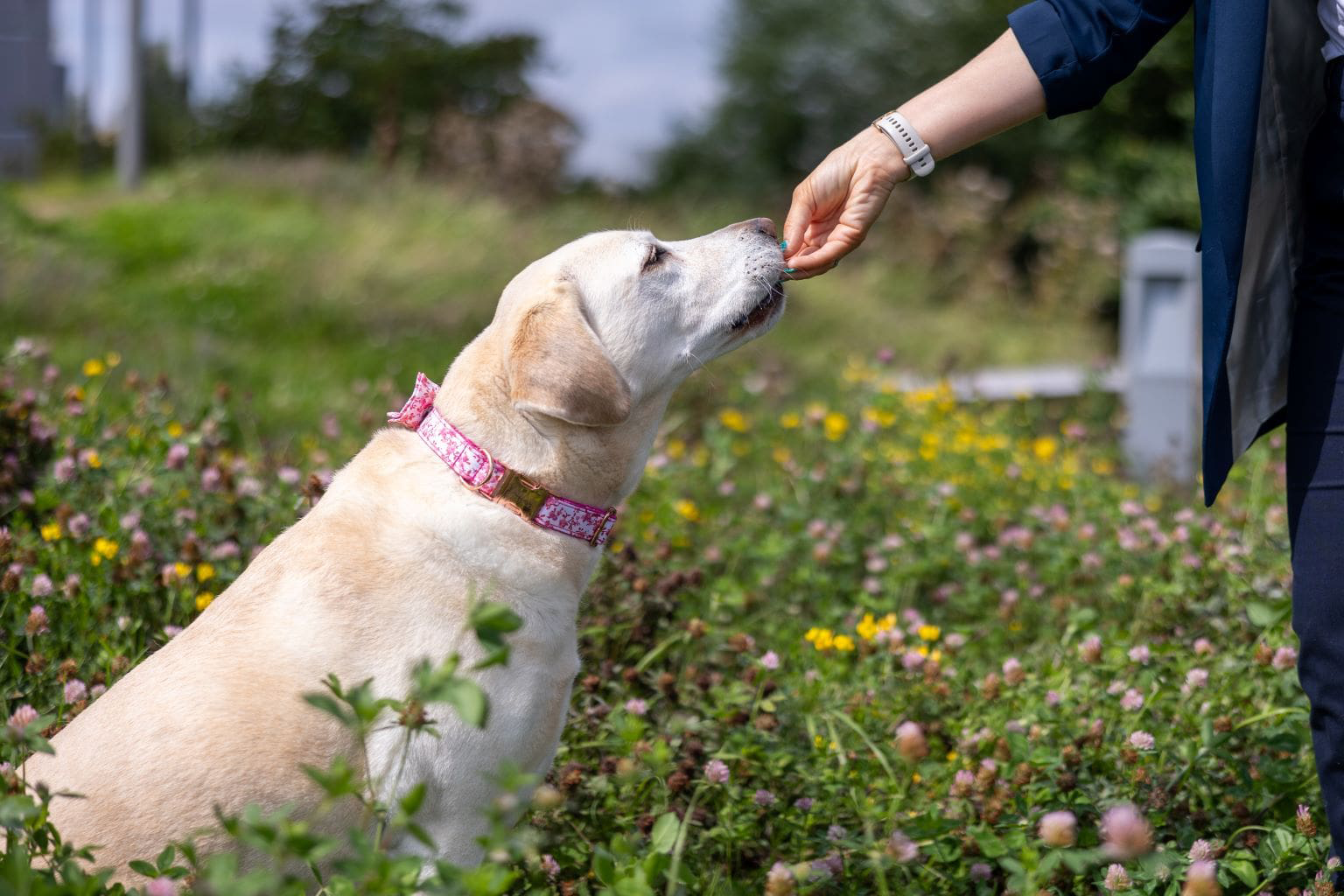 Perro con un collar rosa al que se le da un premio al aire libre.
