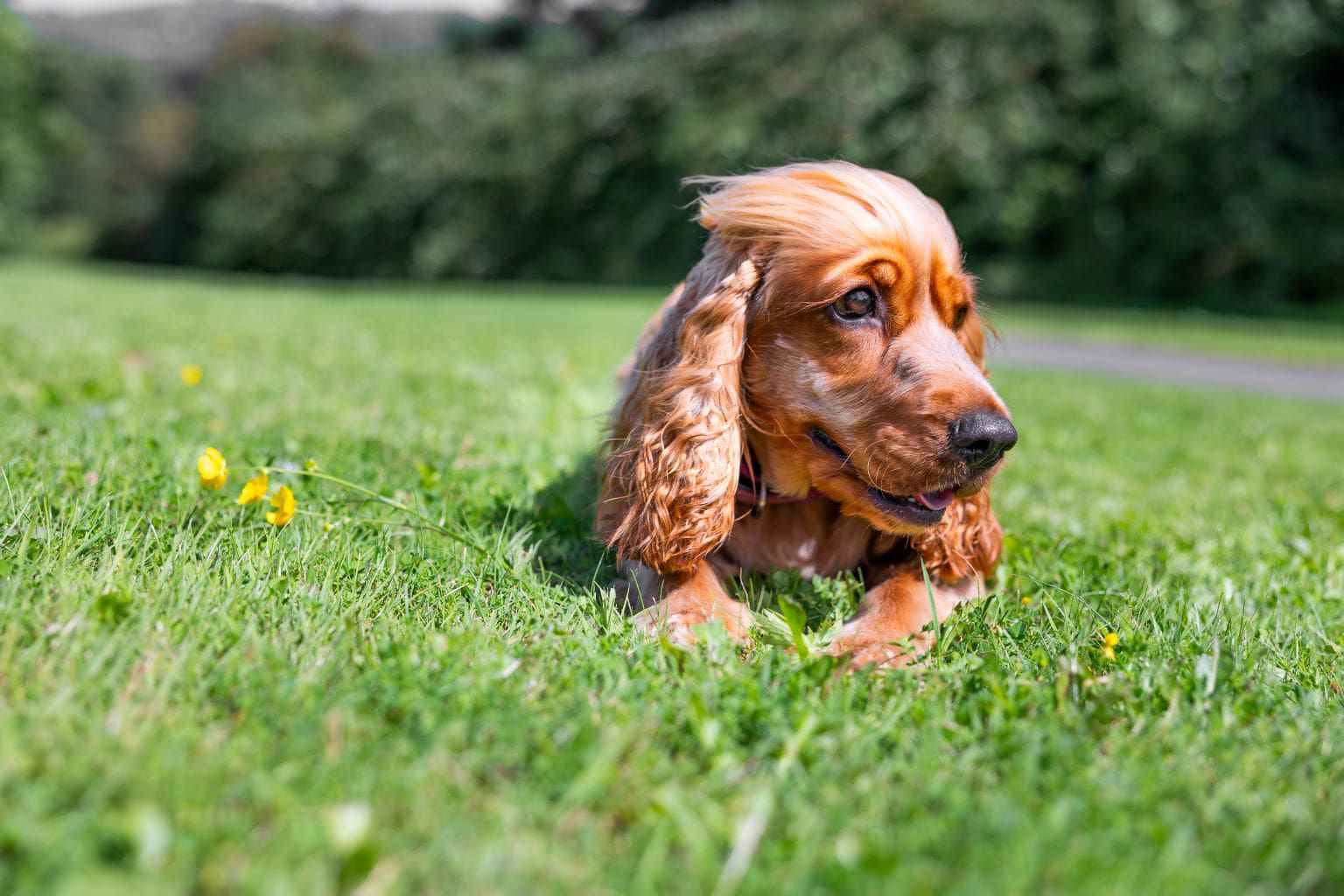 Cocker spaniel puppy lying on grassy field with yellow flowers.