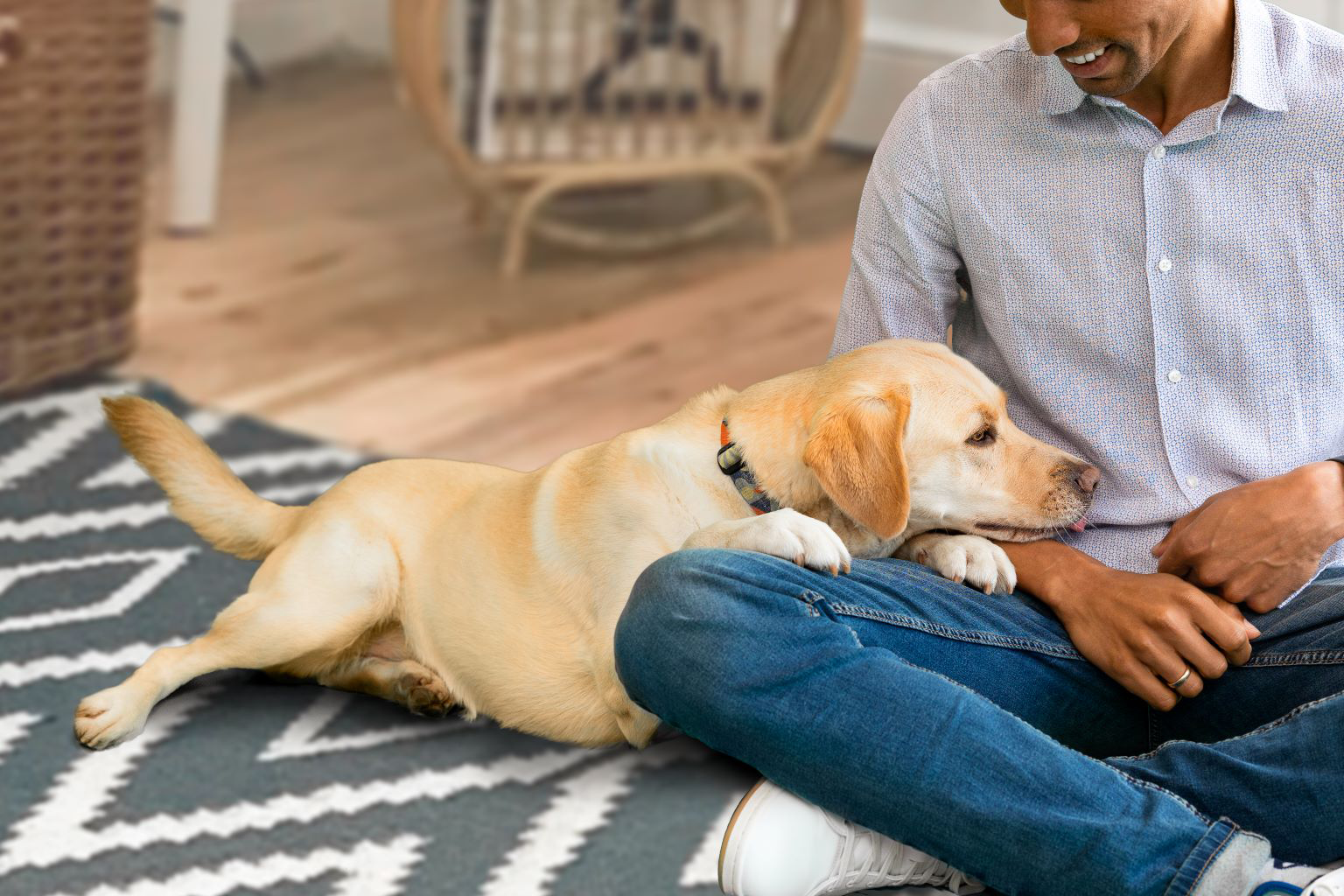 Dog resting its head on a person's lap who is sitting on the floor.