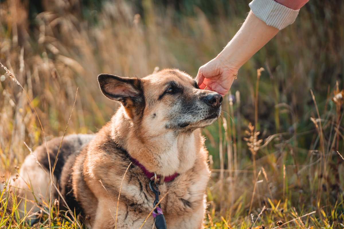 Dog being petted in a grassy field.