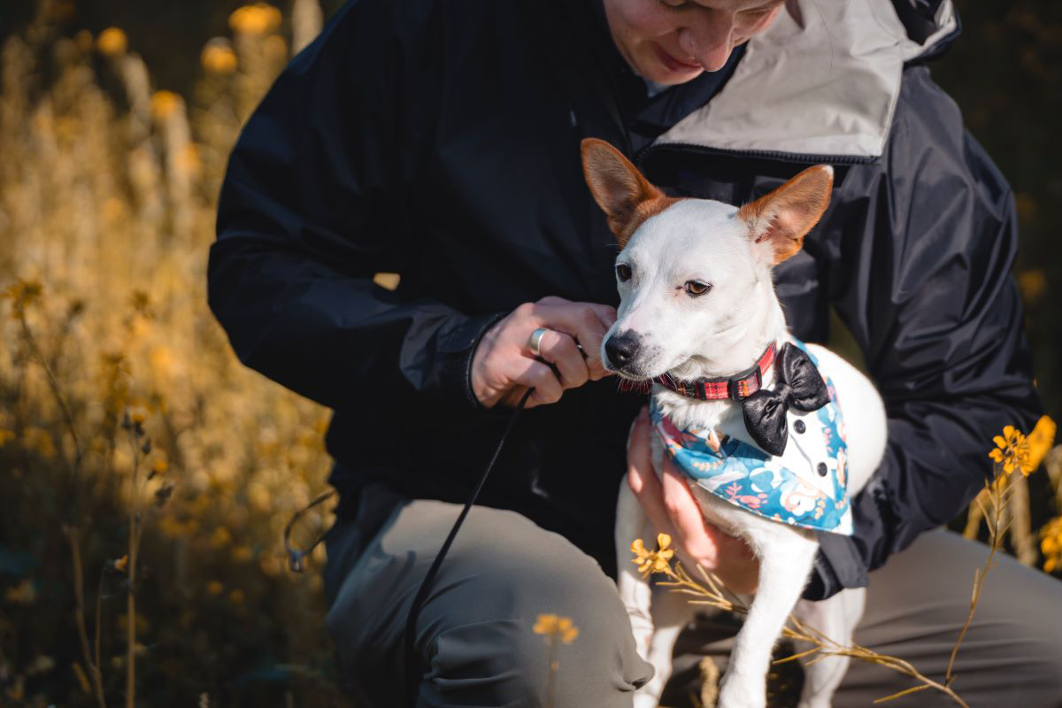 Person kneeling with a dog wearing a bowtie and bandana in a field of yellow flowers.