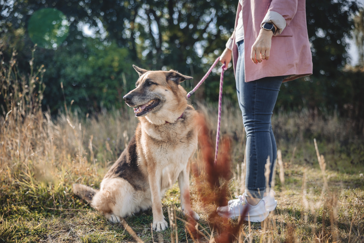 Person with a German Shepherd on a leash in a grassy field.