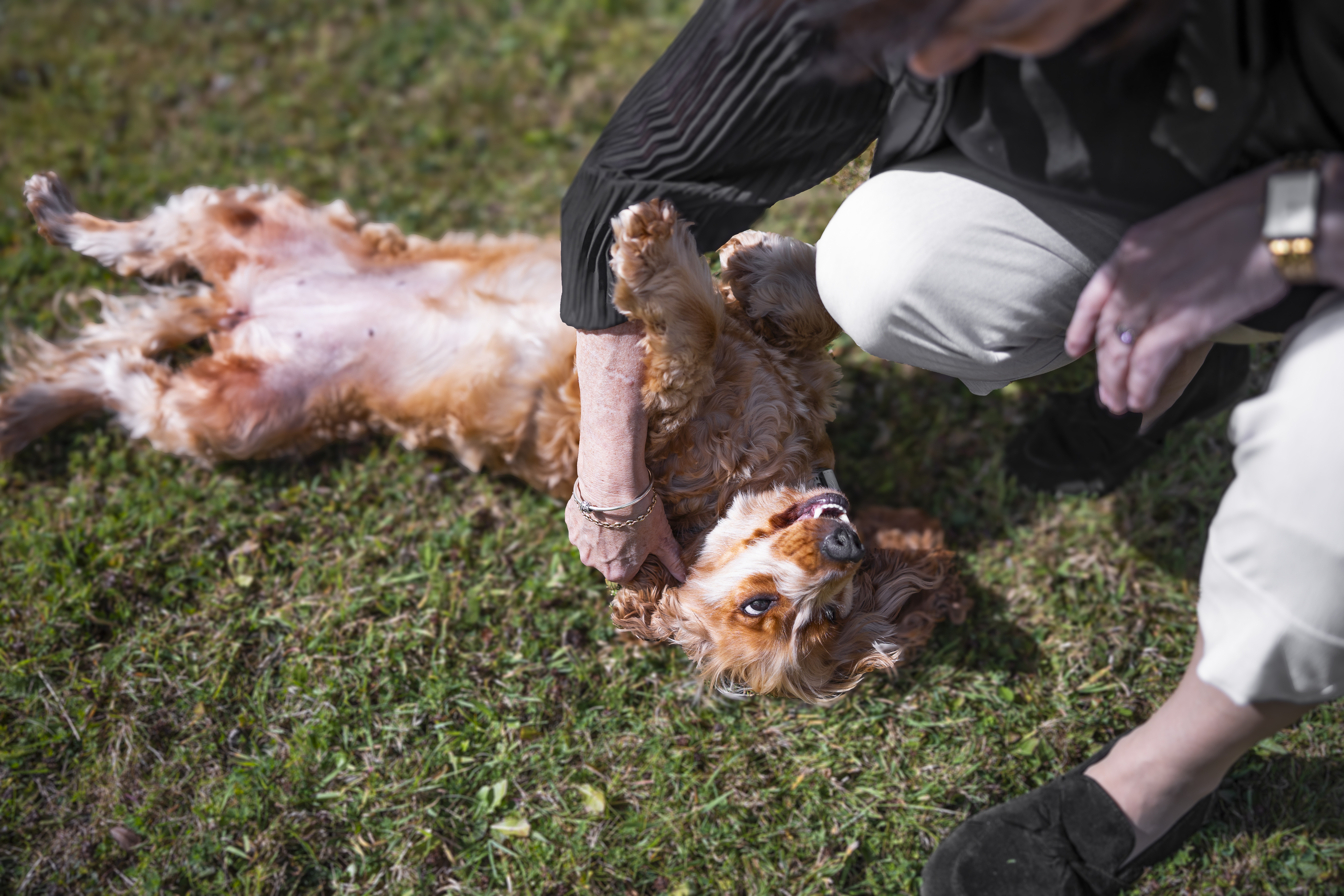 Person spielt mit einem fröhlichen Hund auf dem Gras.