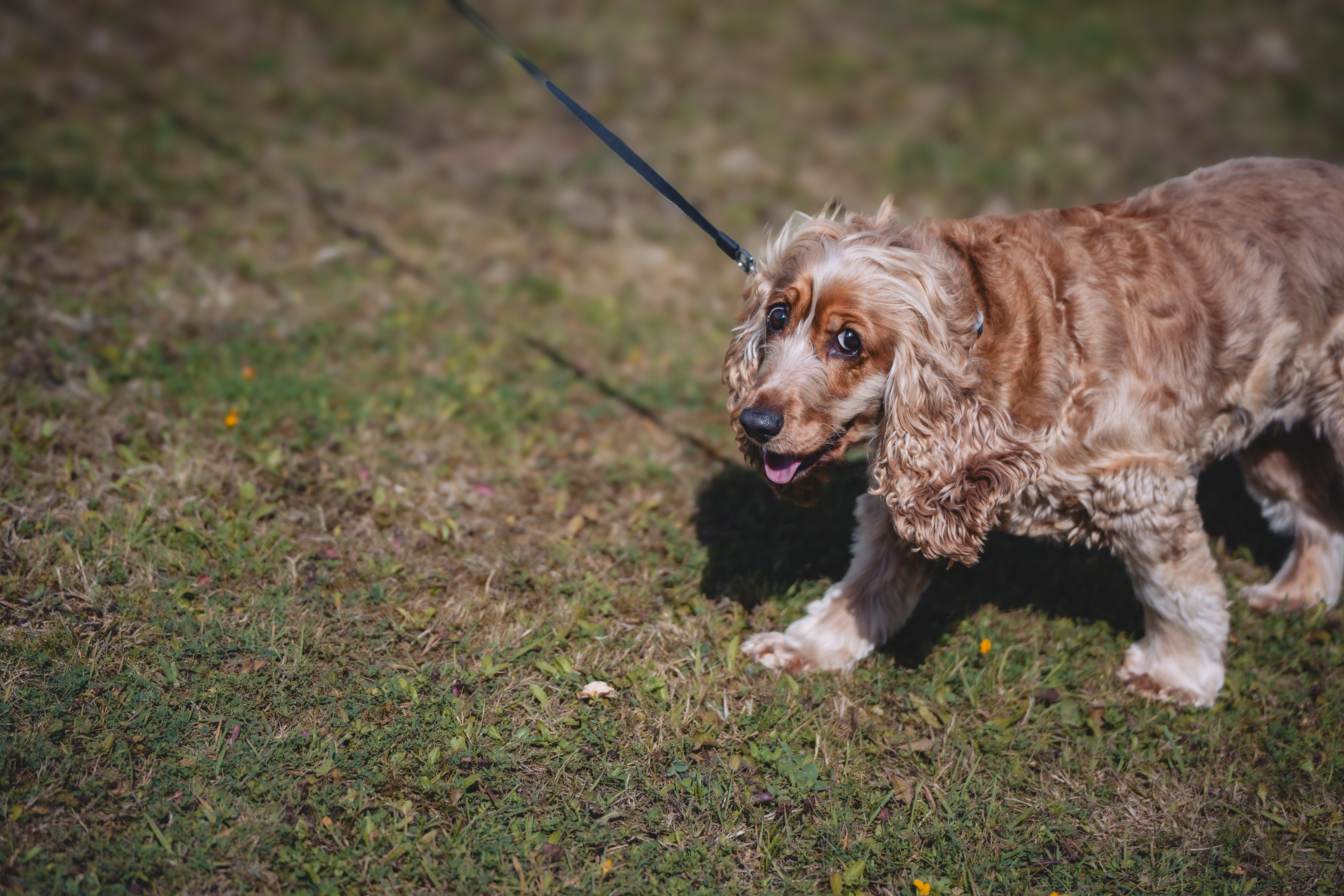 Smiling spaniel dog on a leash standing on grass.