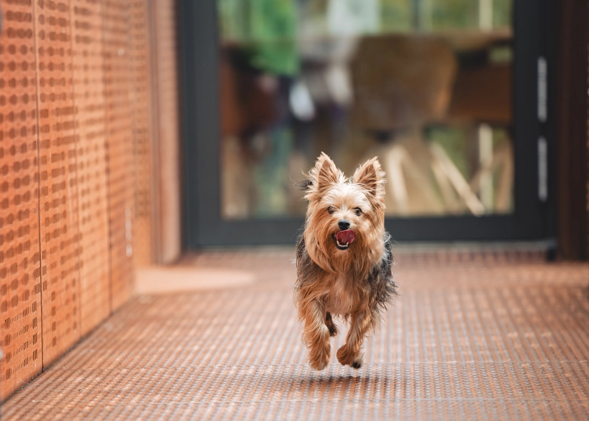 Small terrier dog running indoors on a textured floor.
