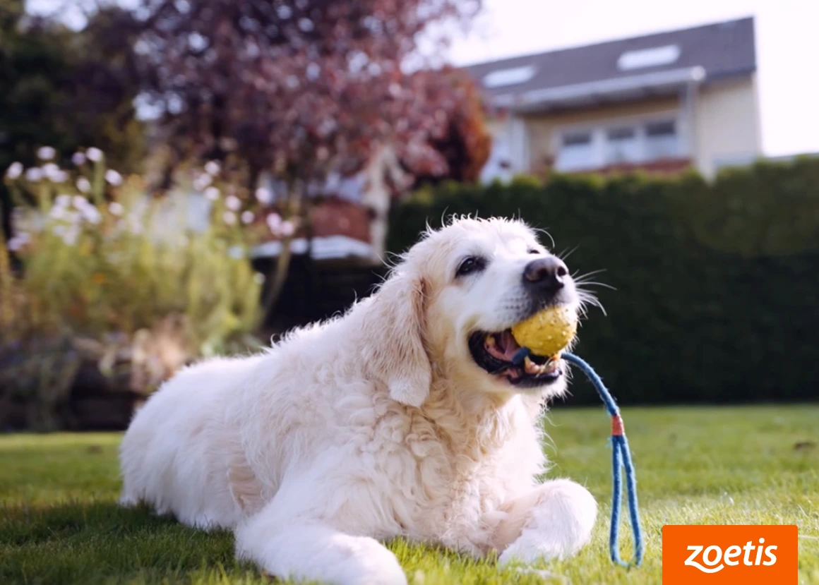 Älterer Golden Retriever spielt im Garten mit einem Ball – trotz Arthrose
