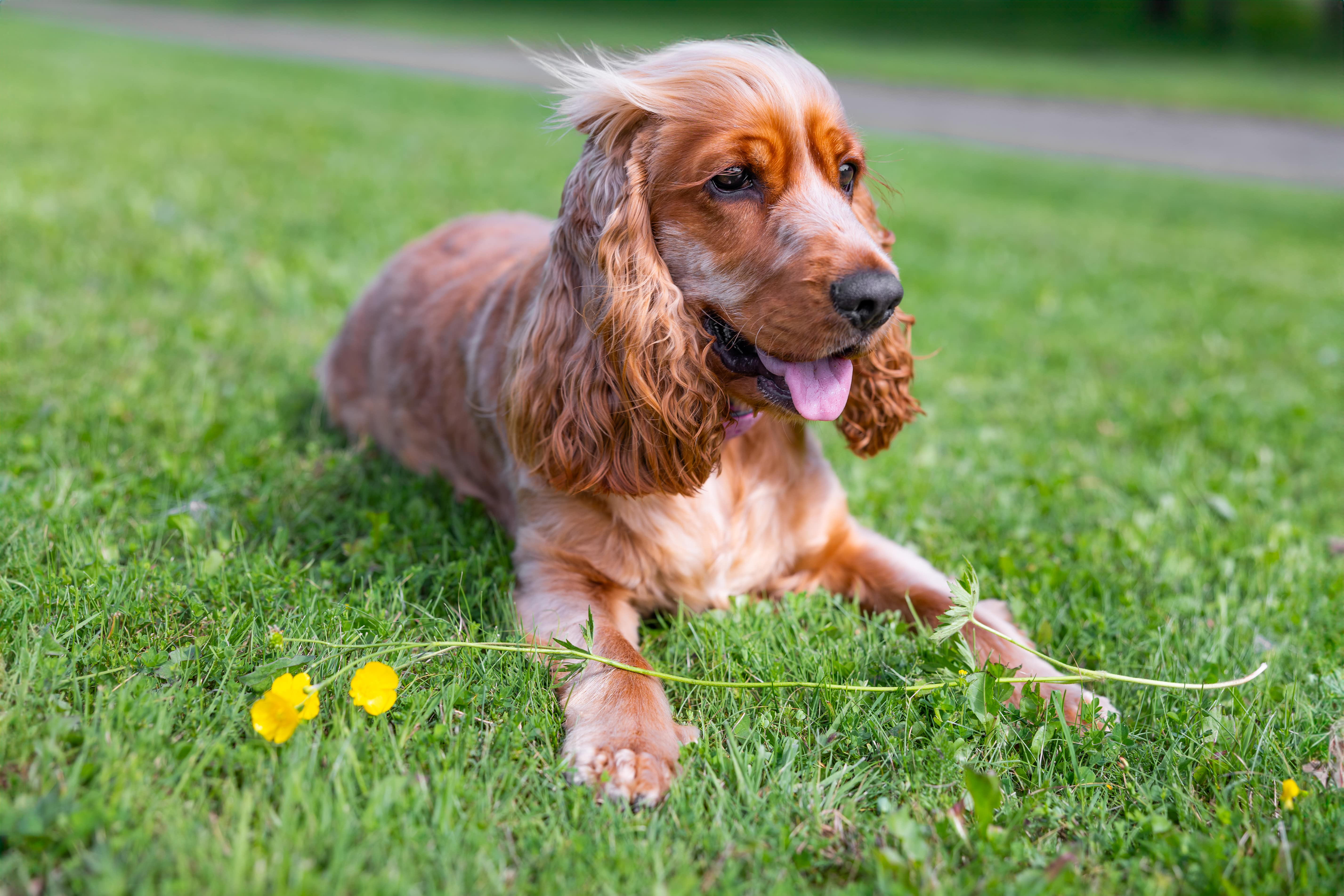 Golden retriever tumbado en la hierba con flores amarillas.