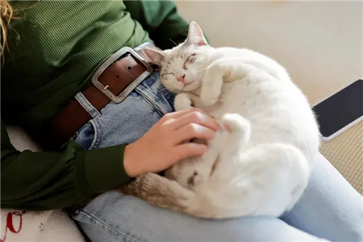 Cat lying on a person's lap, being gently petted.
