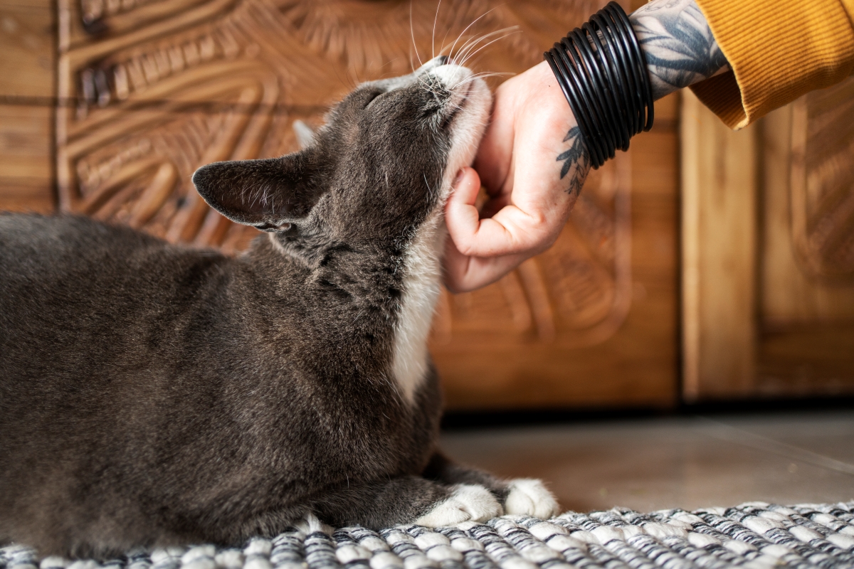 Gray cat nuzzling a tattooed hand on a rug.