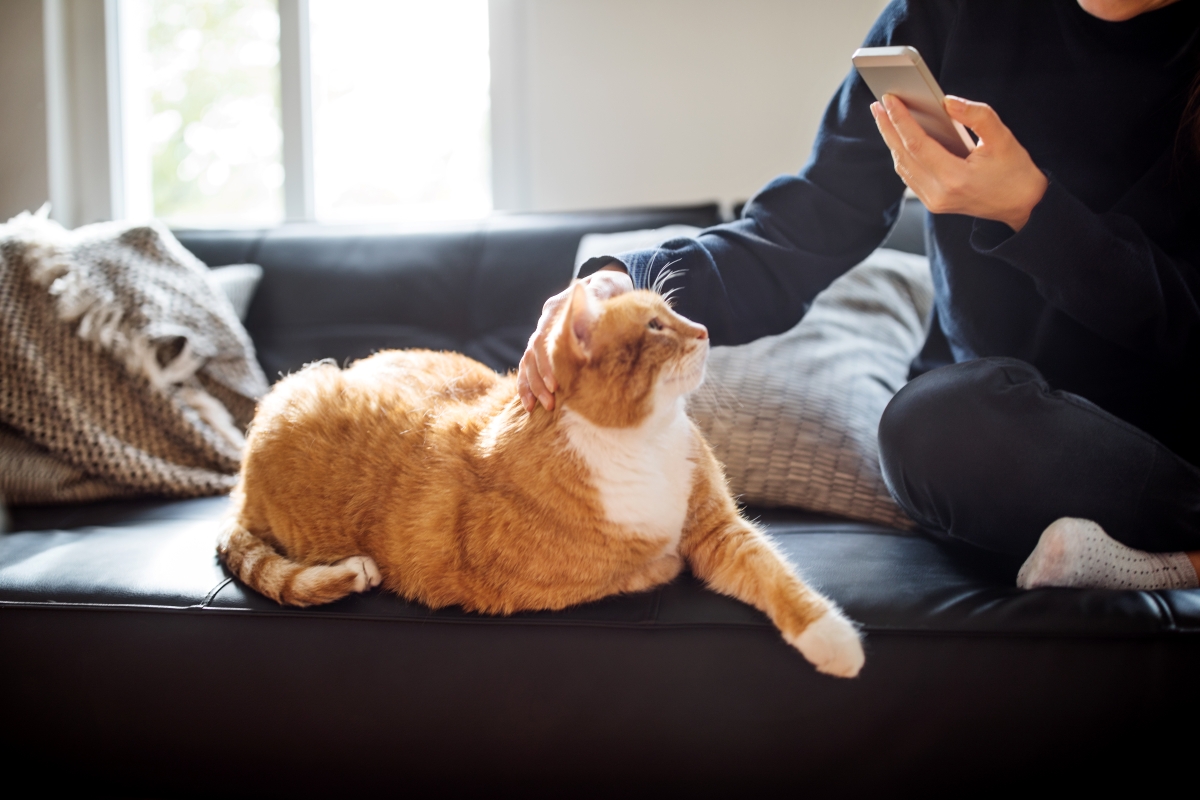 Person petting orange cat on couch while using phone.