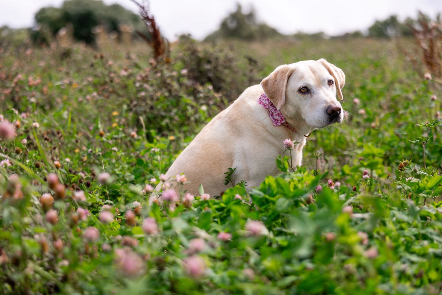 Labrador mit rosa Halstuch sitzt auf einem Kleefeld.