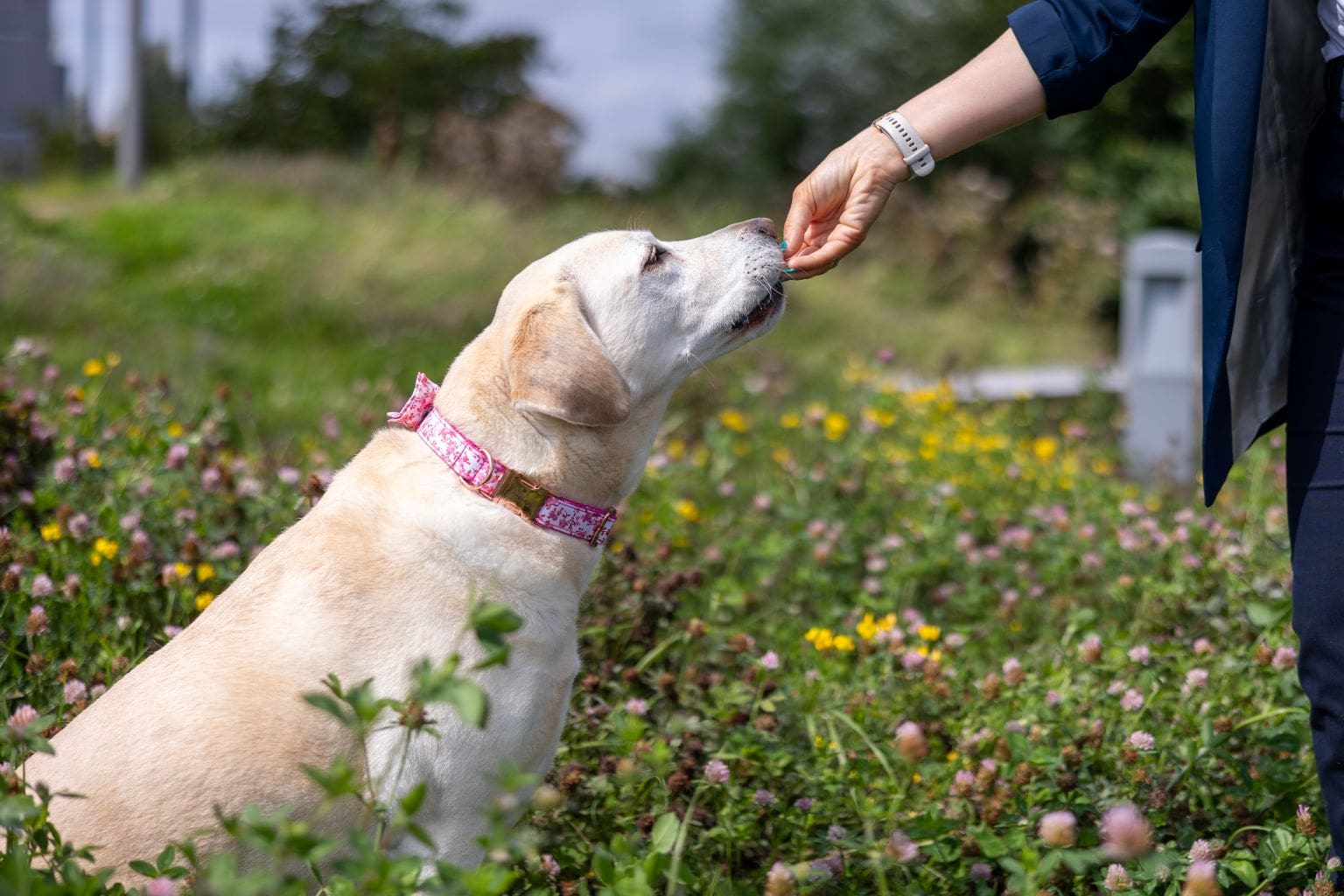 Hund mit einem rosa Halsband wird draußen ein Leckerli gegeben.