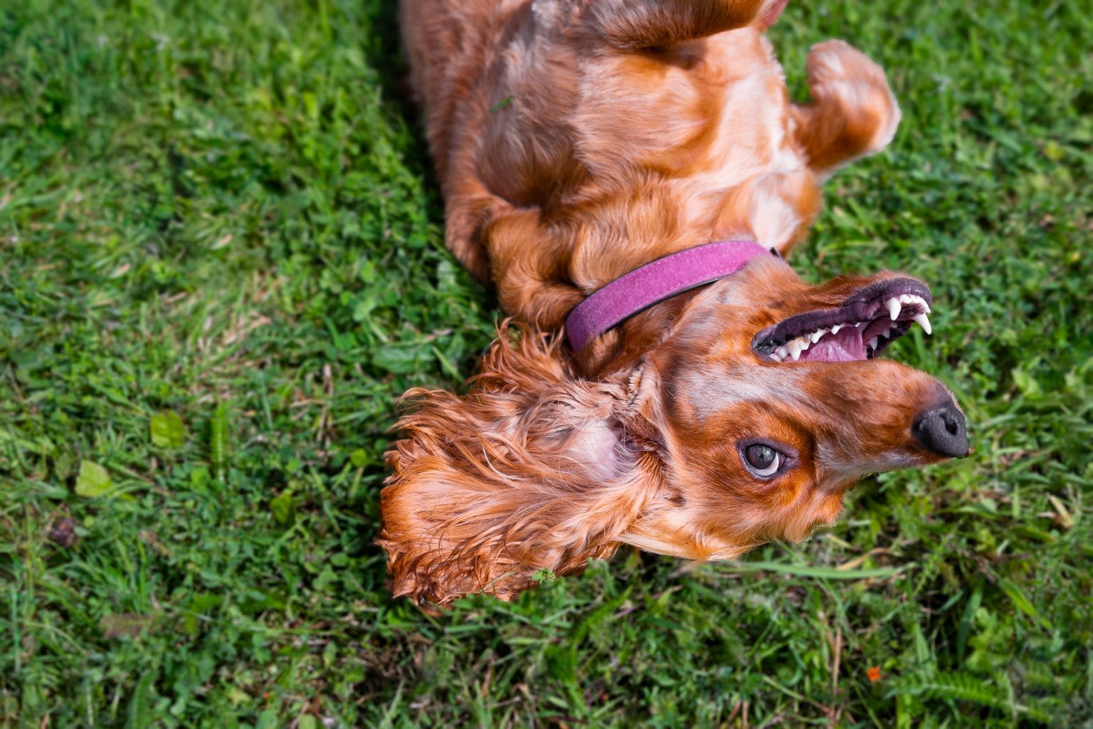 Glücklicher Hund wälzt sich im Gras an einem sonnigen Tag.