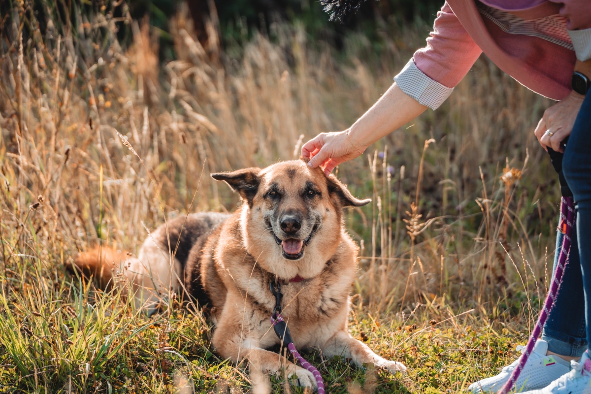 Kind streichelt einen schwarzen Hund, während ein Erwachsamer zusieht, Herbstlaub im Hintergrund.