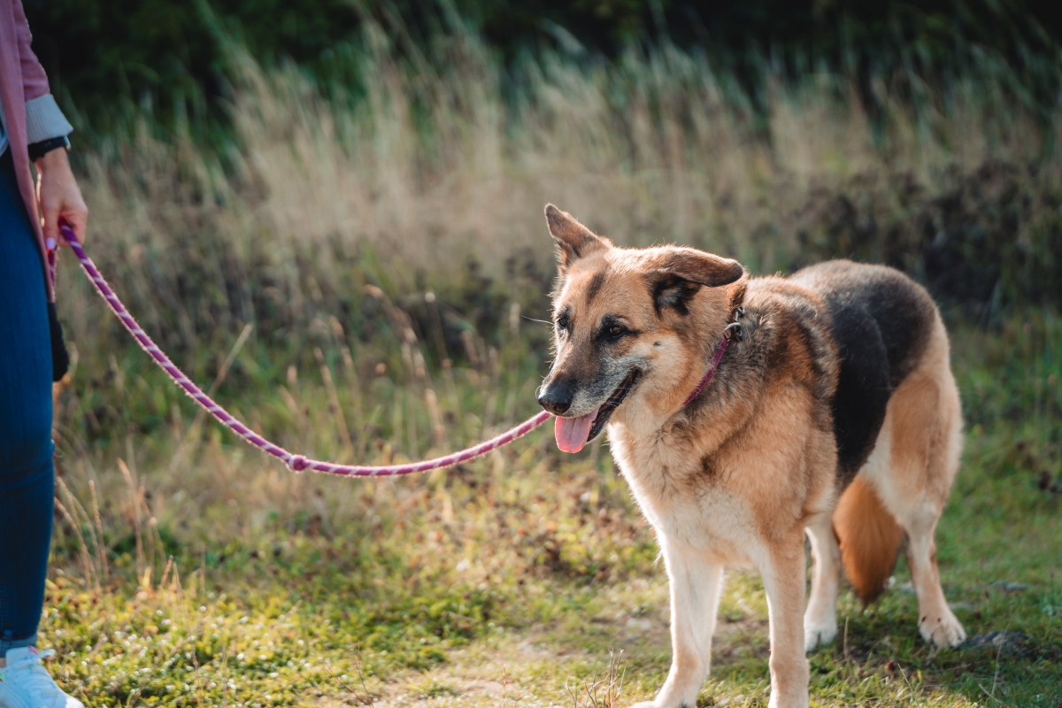 Person walking a German Shepherd on a grassy field.