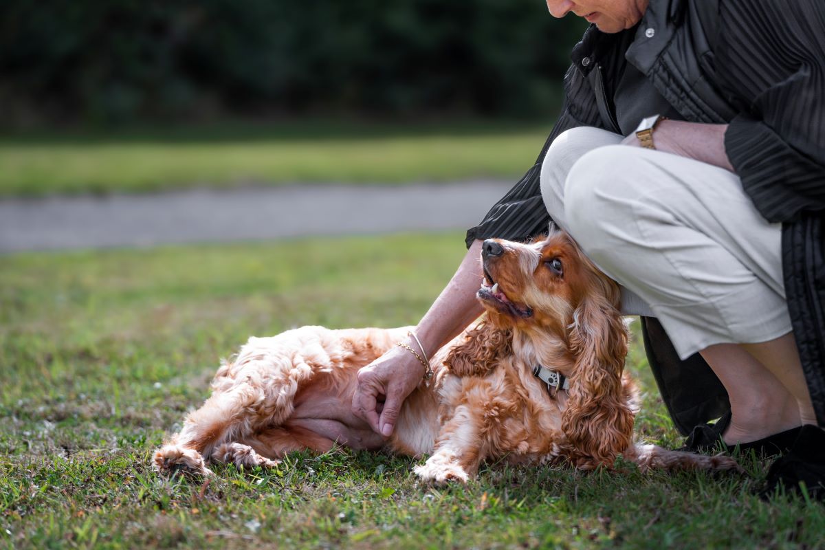 Person petting a happy brown dog lying on grass.