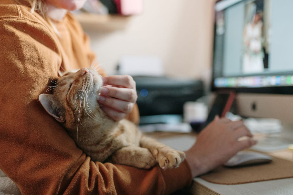 Person working at desk with cat on lap.