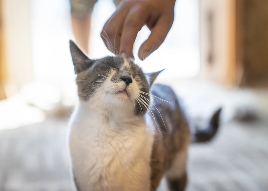 Close-up of a brown, gray, and white cat with its eyes closed in pleasure while a person's hand pets it on the head.