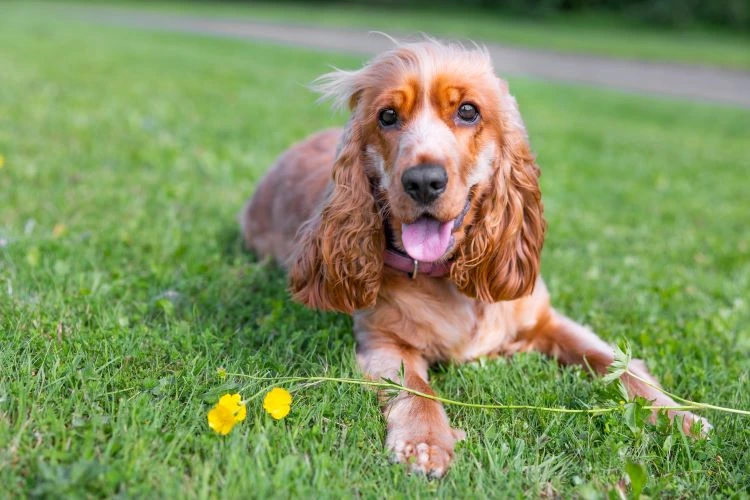 Happy Cocker Spaniel lying on grass near yellow flowers.