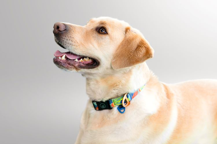 Labrador Retriever sorridente con un collare colorato su sfondo grigio.