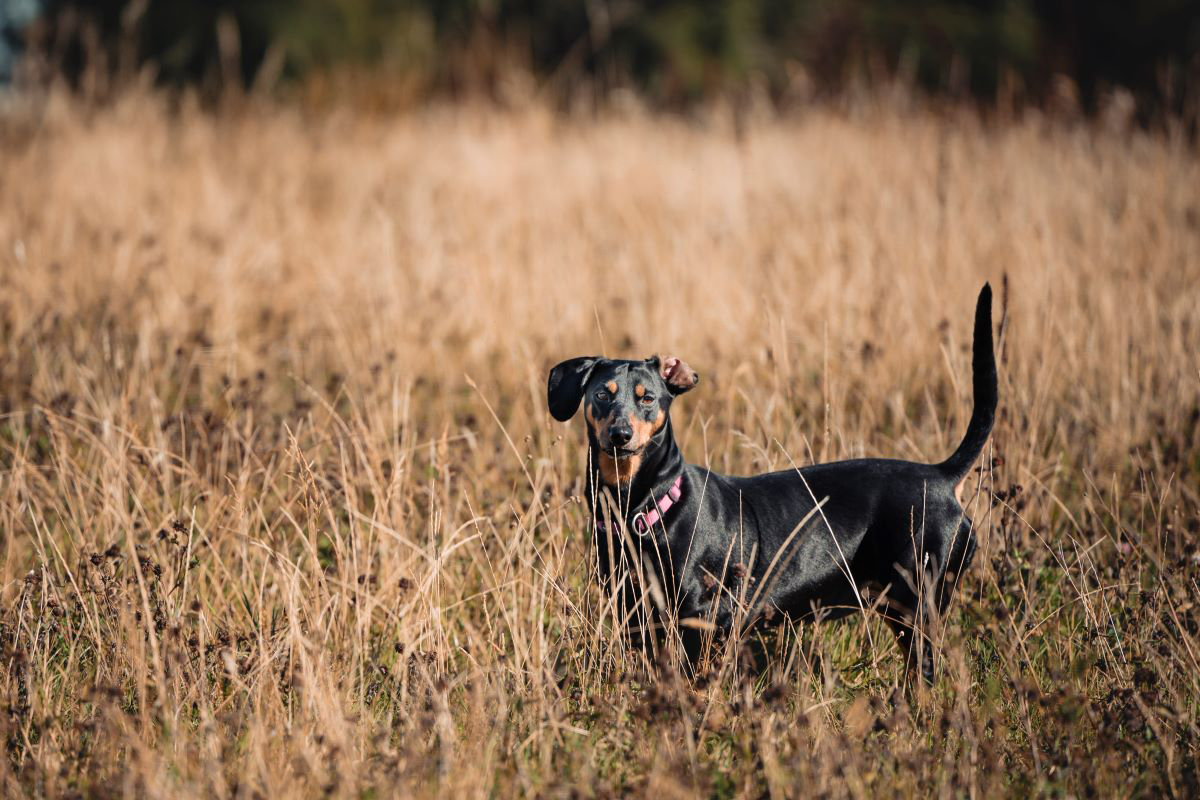 Perro negro de pie entre un campo de hierba alta.