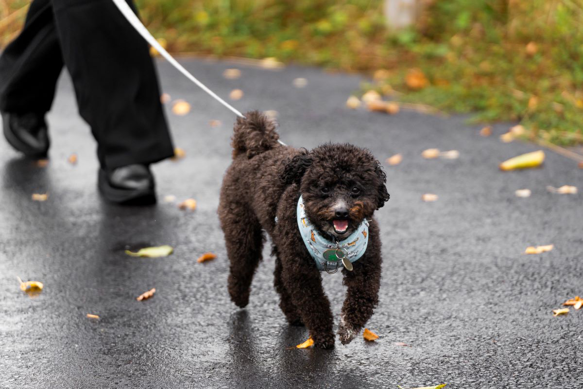 Black dog on a leash walking on a wet path.