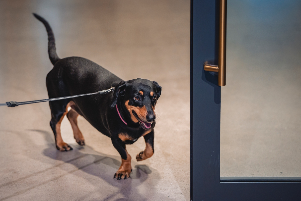 Black dog on a leash entering through a glass door.