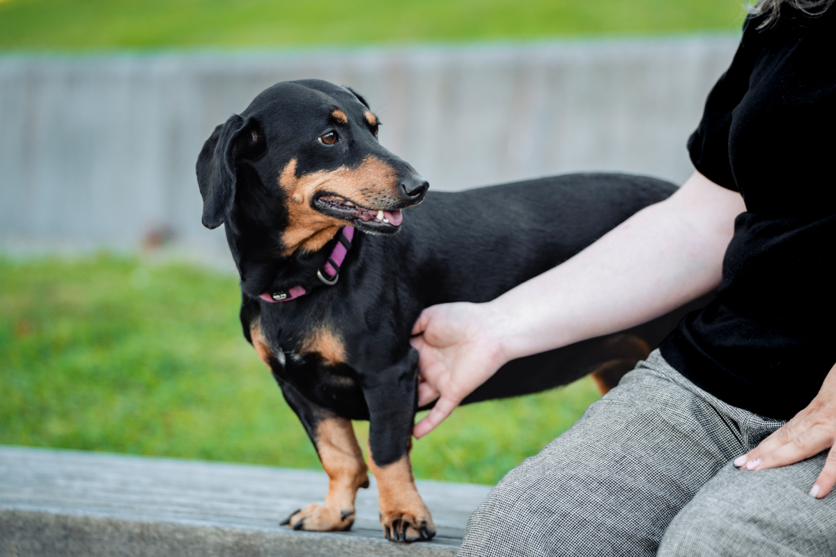 Black and tan dog on a bench with person petting it.