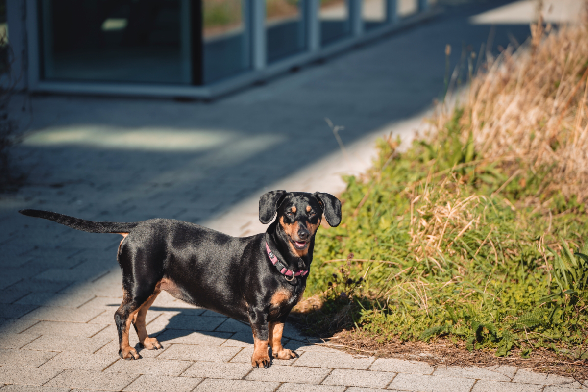 Black dog with pink collar standing on a path in sunlight.