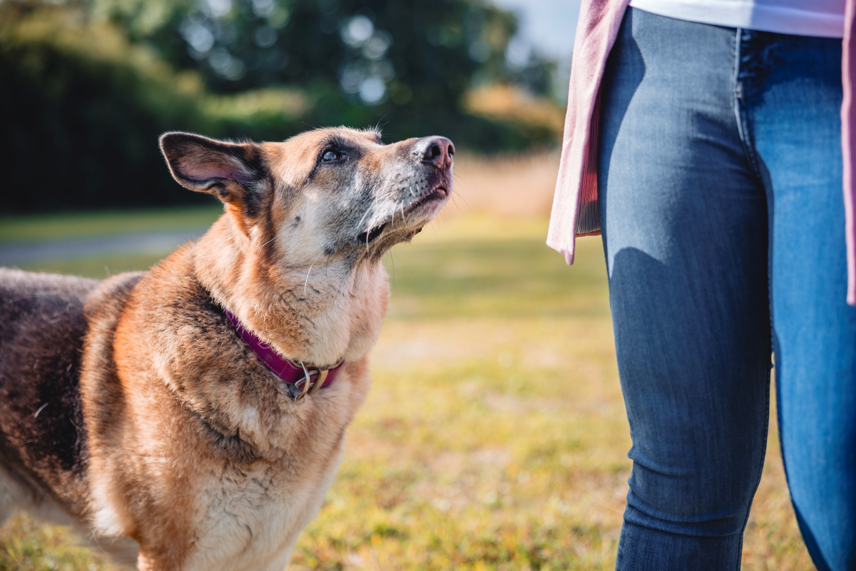 Dog wearing purple collar looks up at person in jeans.