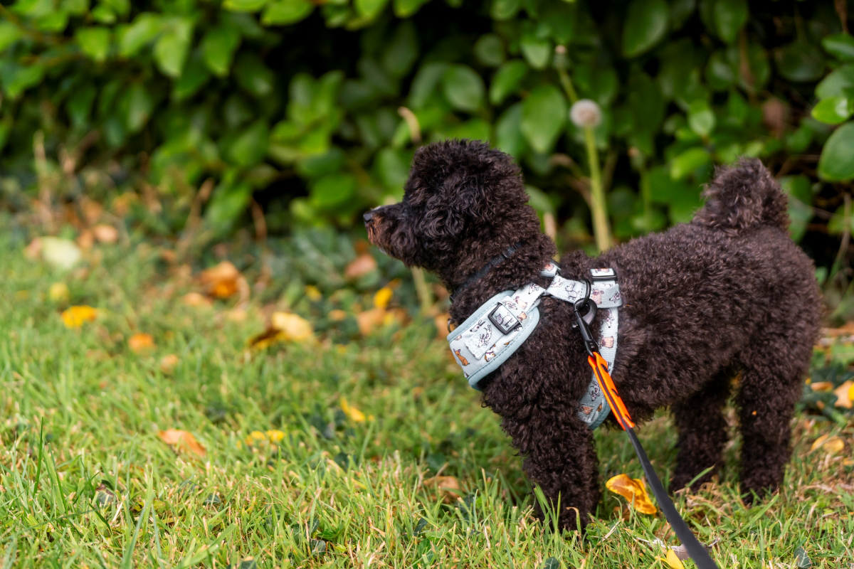 Curly-haired dog wearing a harness on a grassy lawn.