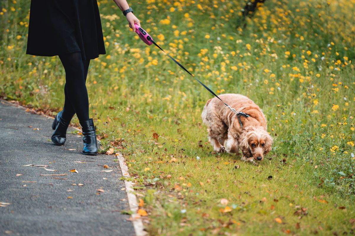 Person geht mit einem Hund auf einem grasbewachsenen Weg mit gelben Blumen spazieren.