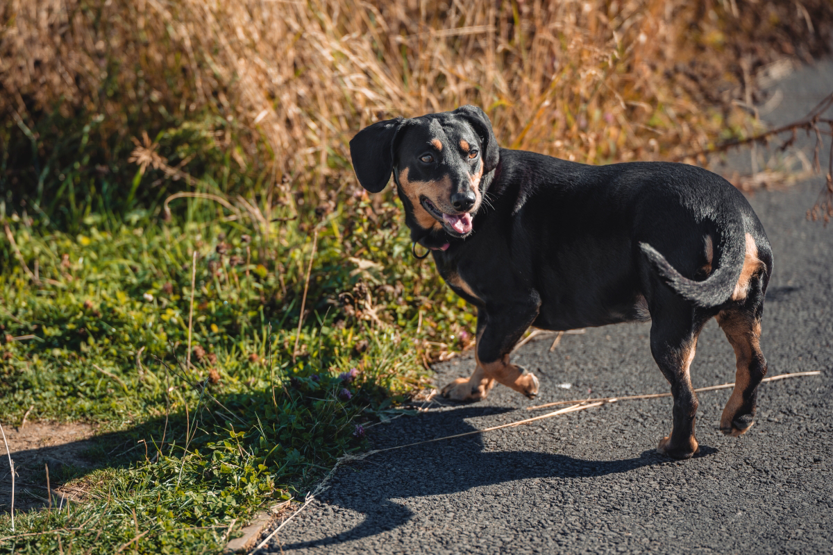 Black and brown dog on a path next to grass.