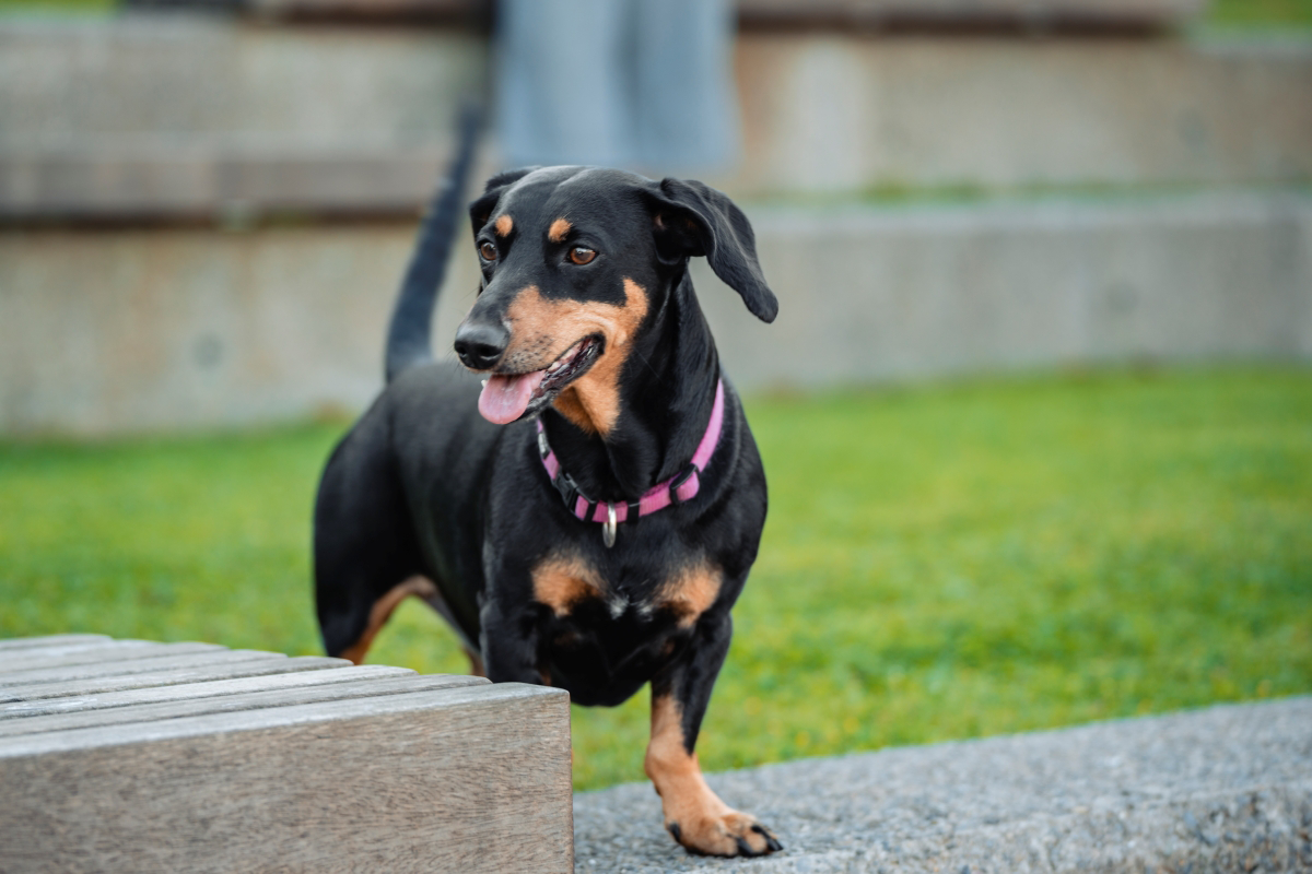 Black dachshund with a pink collar standing on grass.