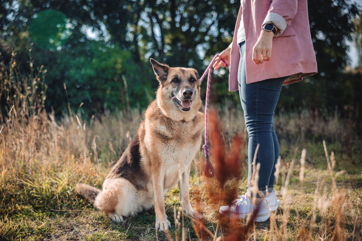 Person standing with a German Shepherd on a leash in a field.
