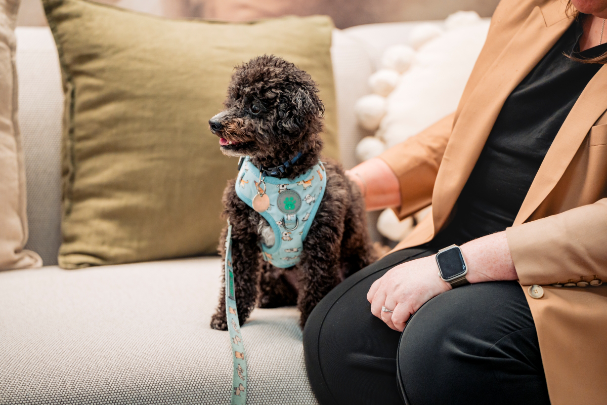 Small black dog in a blue harness sitting on a couch next to a person.