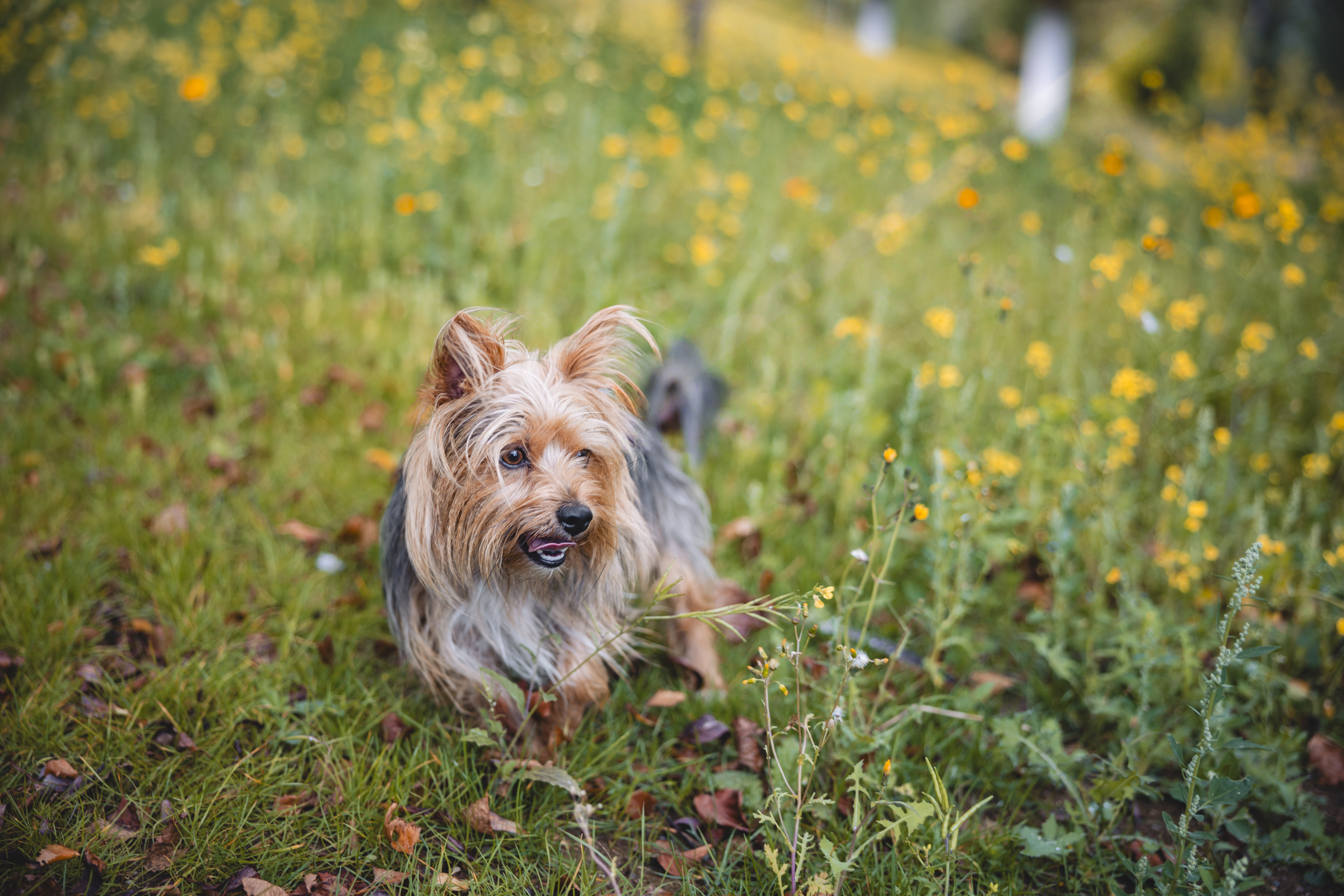 Kleiner Hund sitzt in einem Feld mit gelben Blumen.