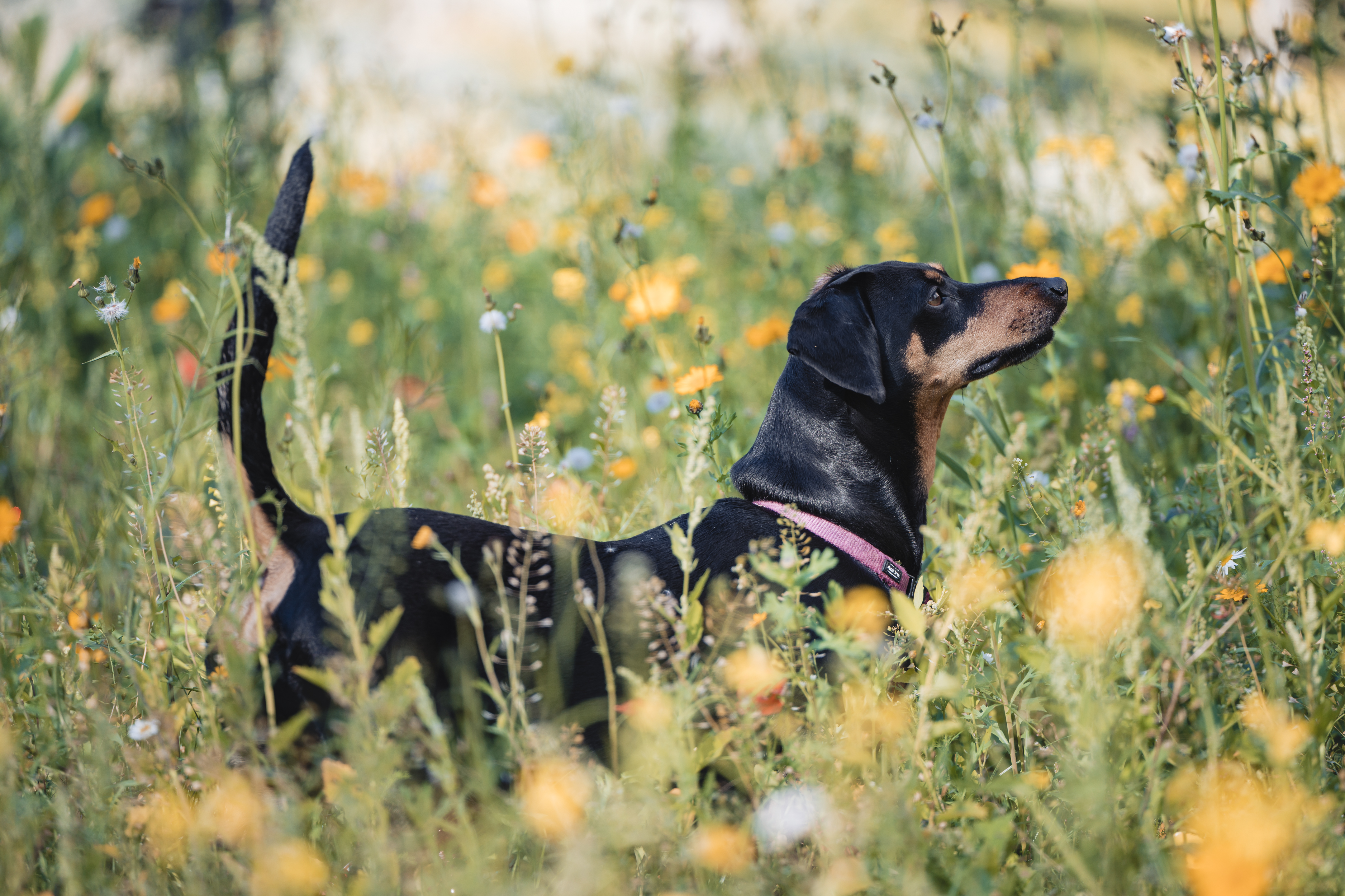 Ein Hund mit rosa Halsband steht in einem Feld voller Wildblumen.
