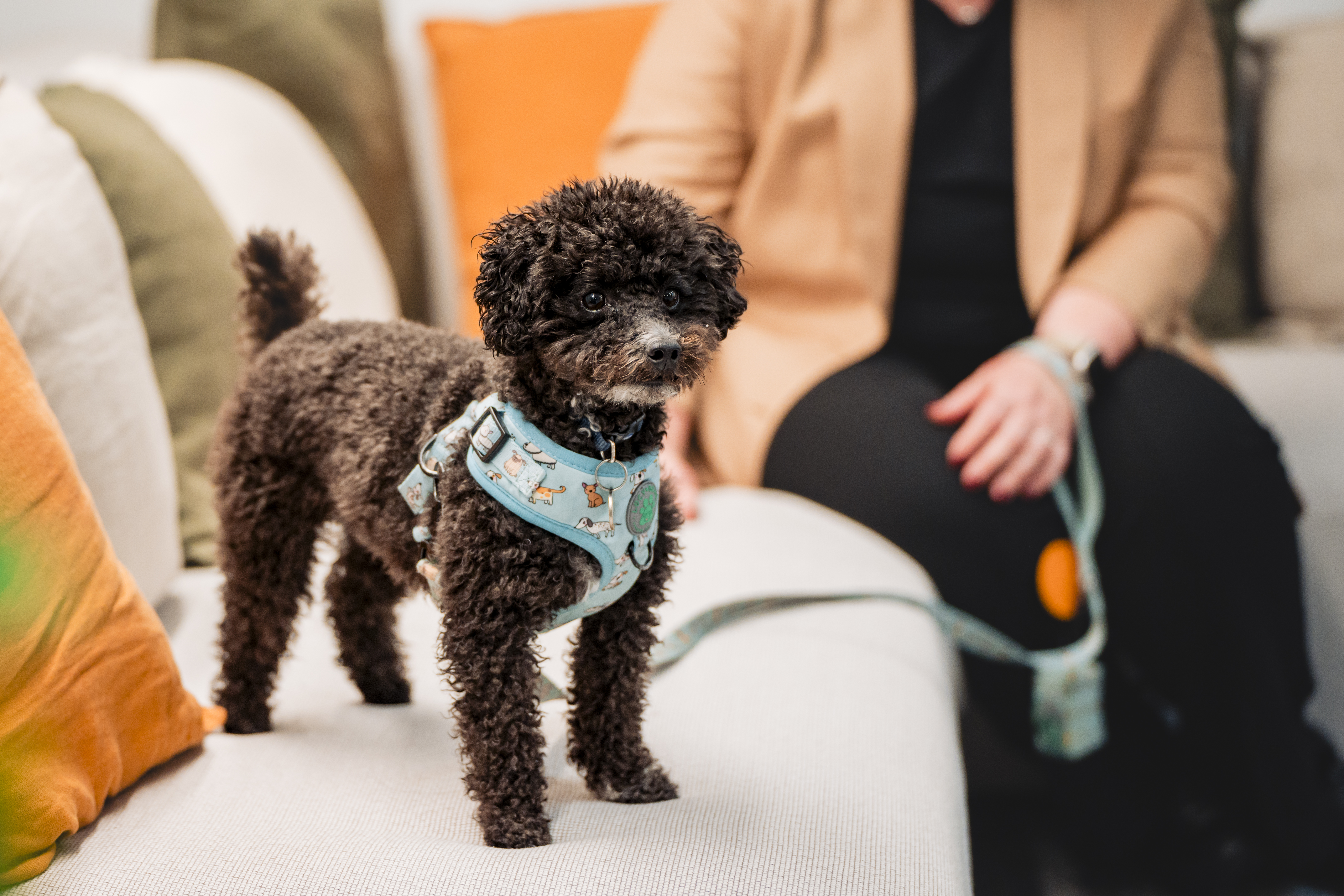 Kleiner lockiger Hund auf einem Sofa, Person im Hintergrund.
