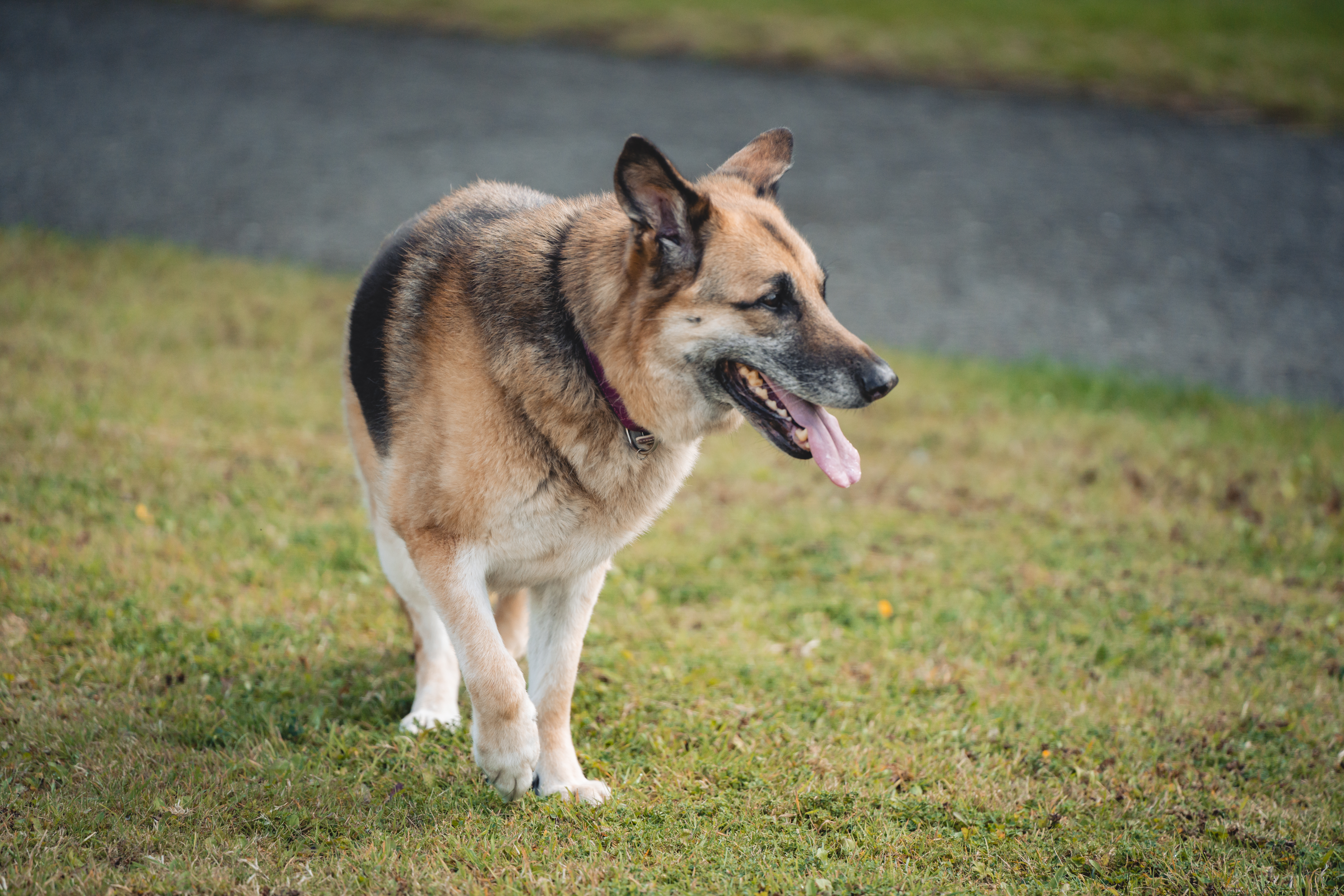 German Shepherd standing on grass with its tongue out, appearing to pant while walking outdoors.