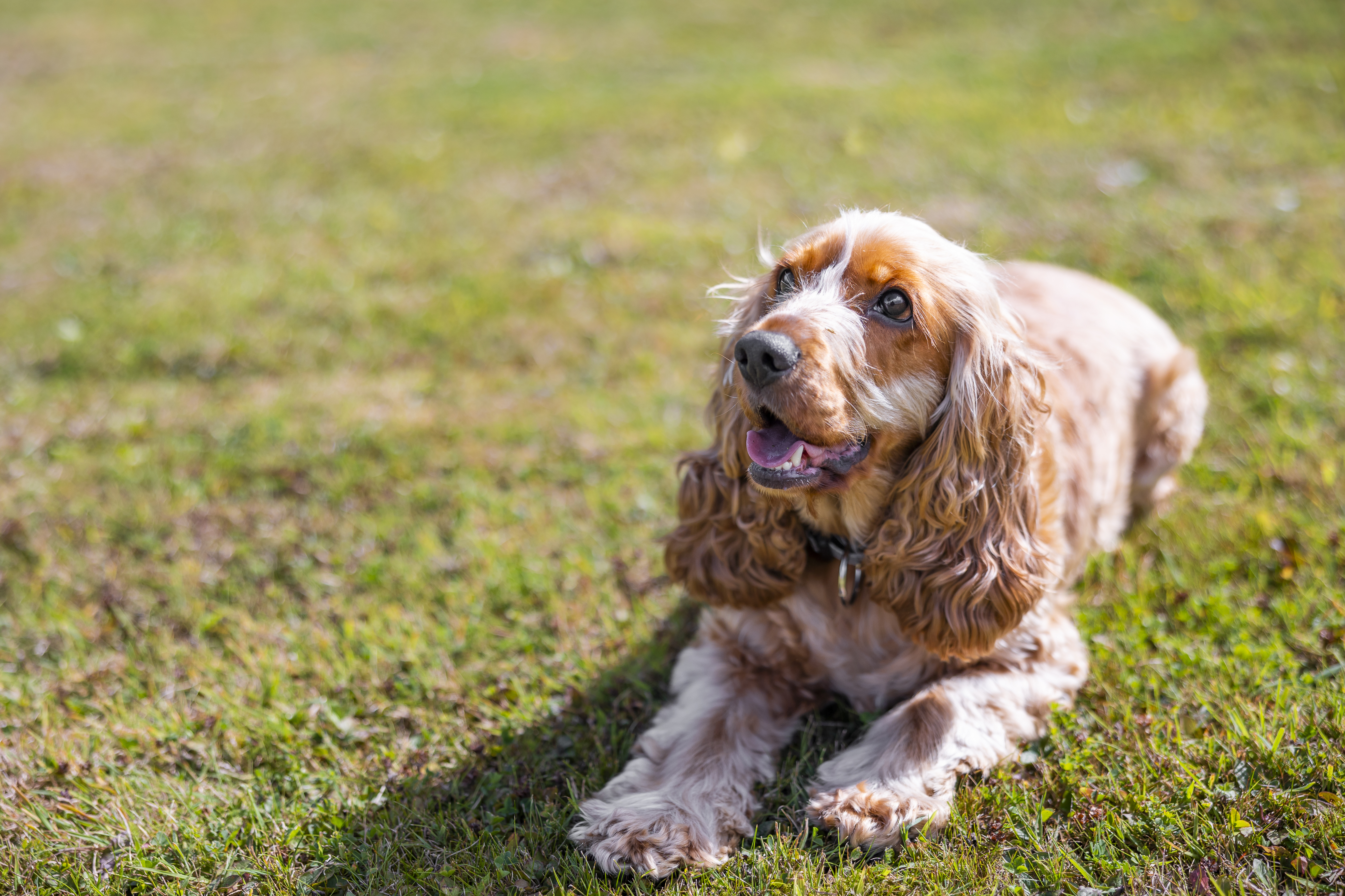 Golden cocker spaniel lying on grass outdoors