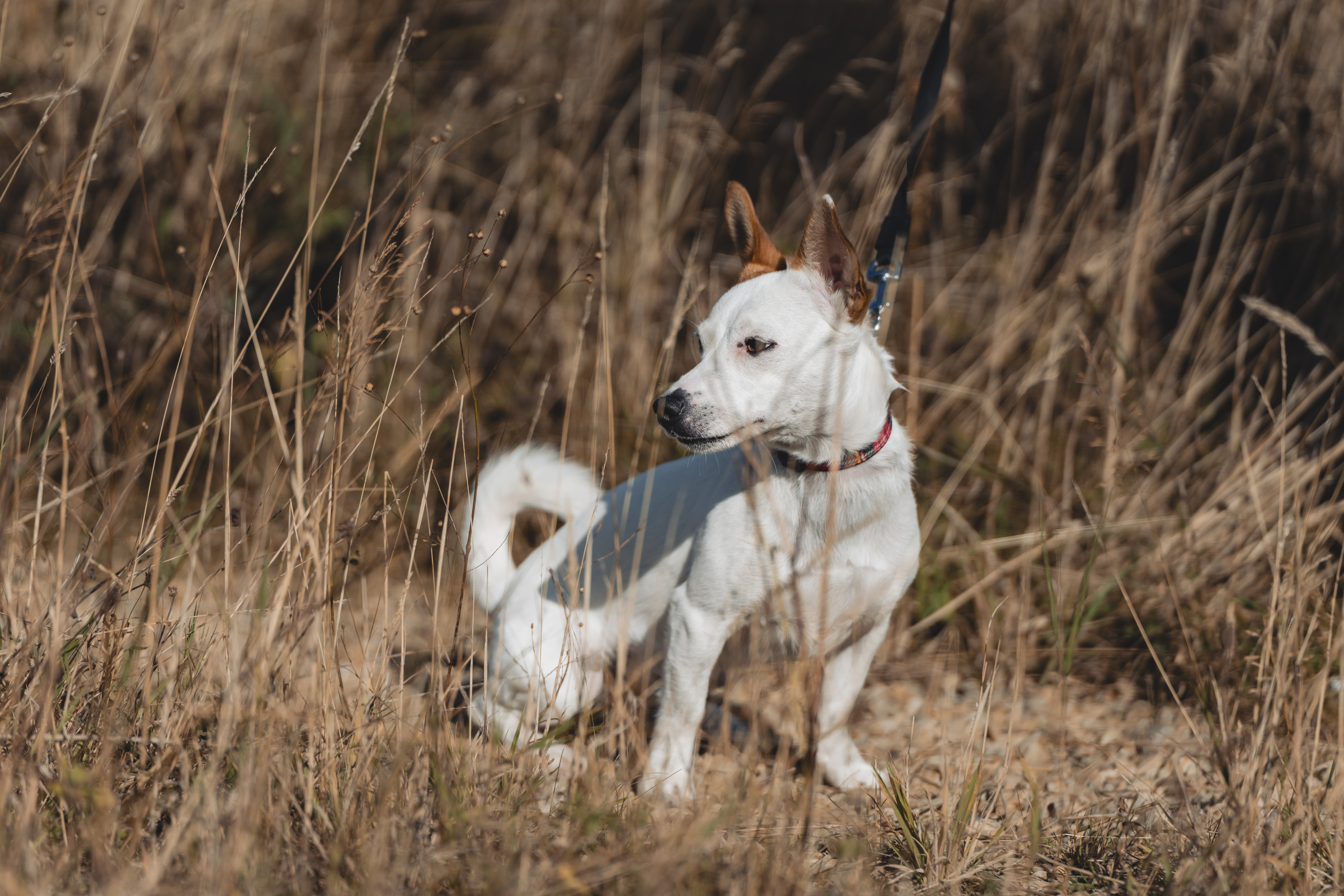White dog with red collar in tall grass