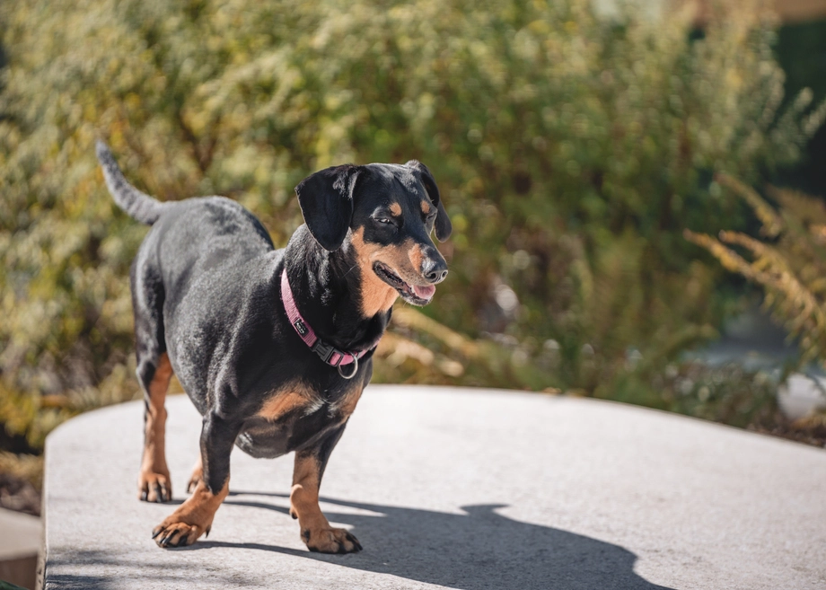 Pequeño perro negro y fuego parado sobre una repisa de piedra bajo la luz del sol.