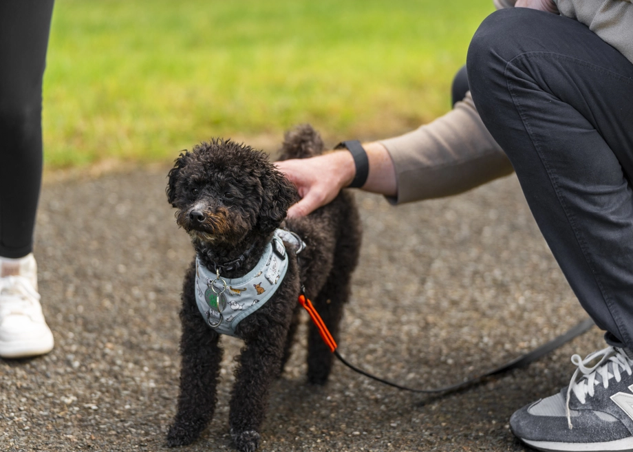 Small black dog on a leash being petted by a person outdoors.