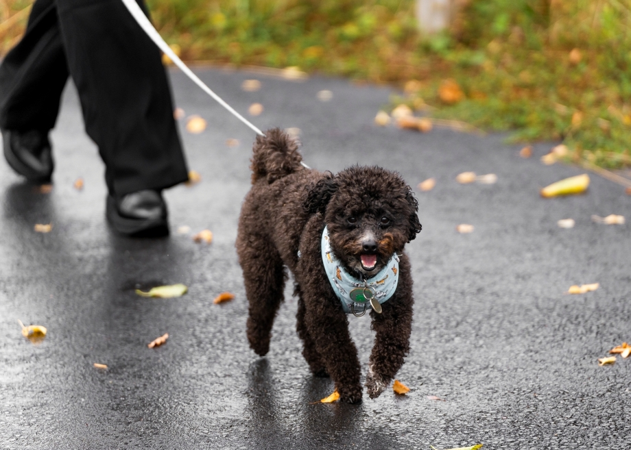 Piccolo cane nero con bandana al guinzaglio durante una passeggiata.
