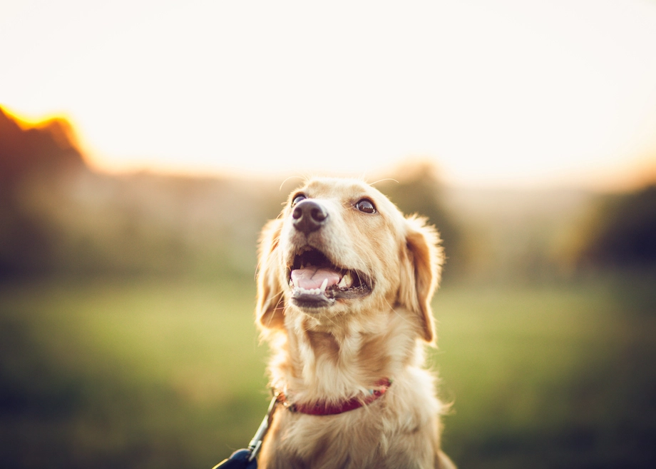 Happy dog rolling on grass in sunlight.