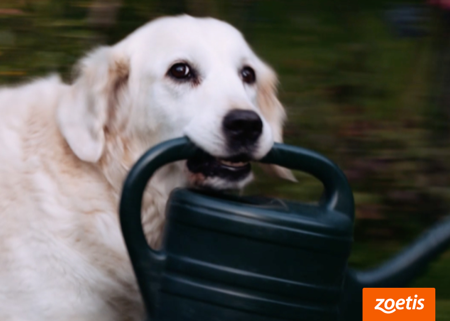 Älterer Golden Retriever trägt eine Gießkanne – aktiv trotz Arthrose