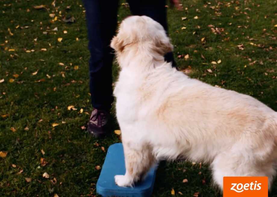 Golden Retriever macht im Garten eine Übung zur Physiotherapie bei Arthrose